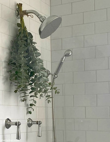 Eucalyptus