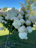 Fresh Blooms (Call for pricing)