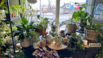 Store Plants