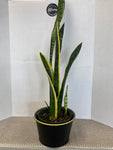 snake plant