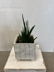 snake plant