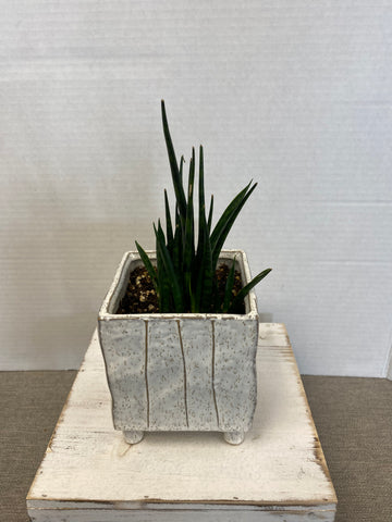 snake plant