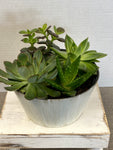 succulent arrangement