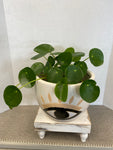 money plant