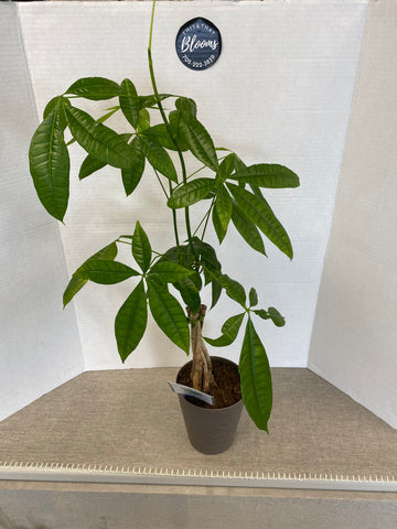 money tree