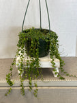 turtle plant