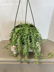 burro's tail