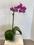 orchid