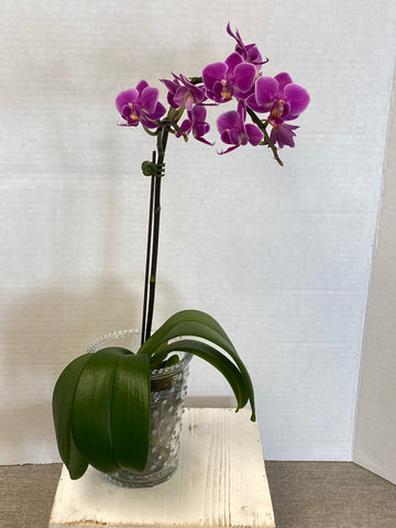 orchid