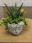 Succulent